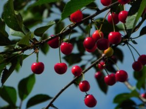 sour cherry tree tuscany